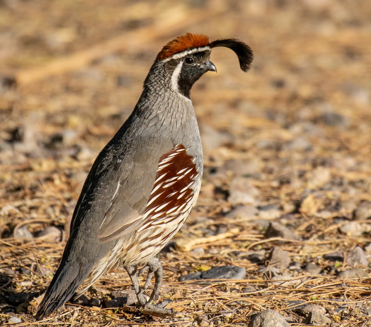 Helmwachtel - ML646566075