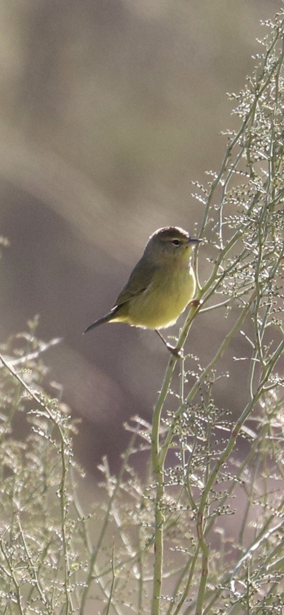 Turuncu Taçlı Ötleğen - ML646566076