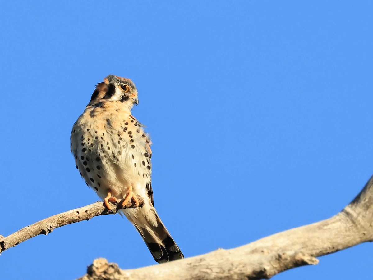 American Kestrel - ML646566077