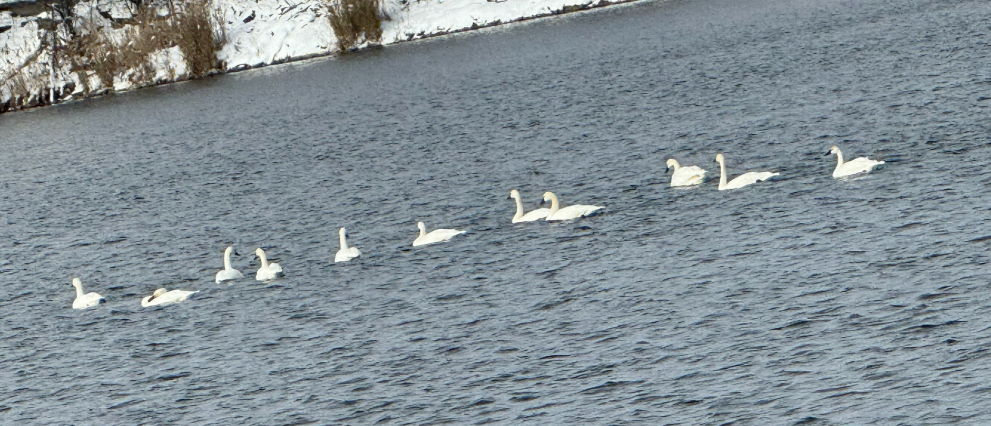 Tundra Swan - ML646566078