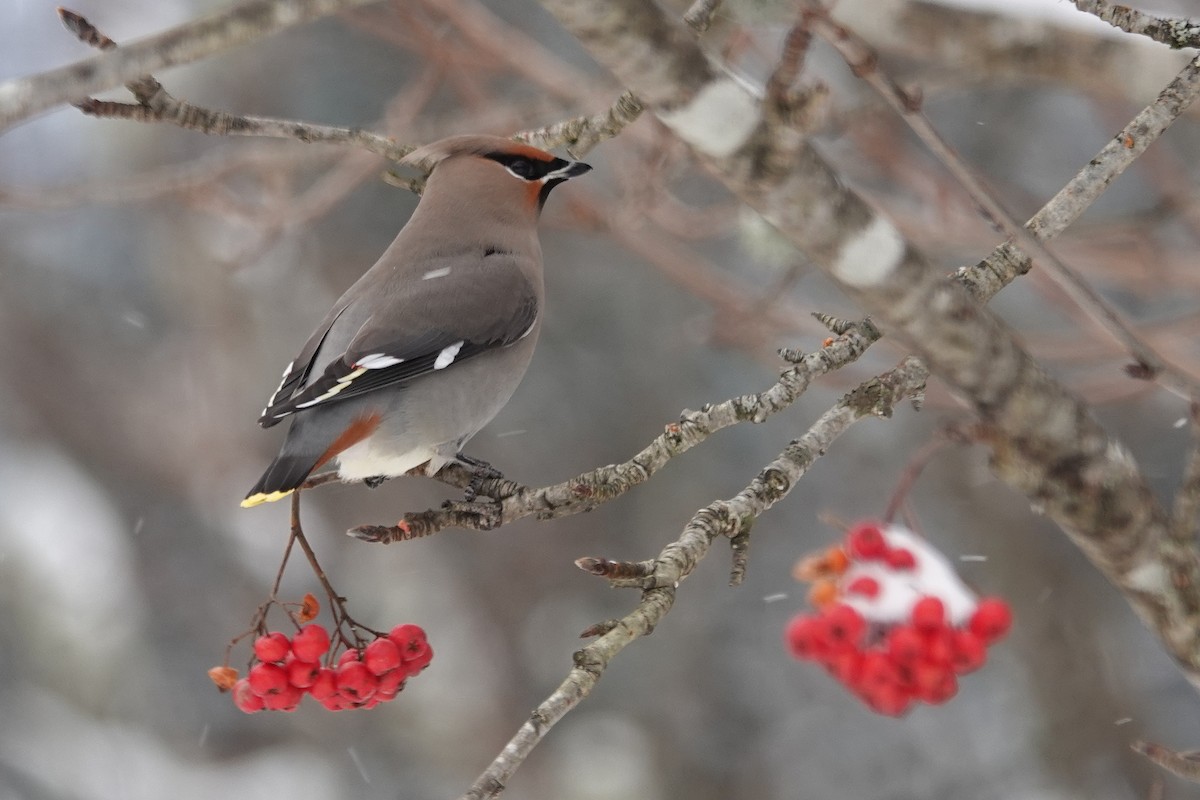Bohemian Waxwing - ML646566079