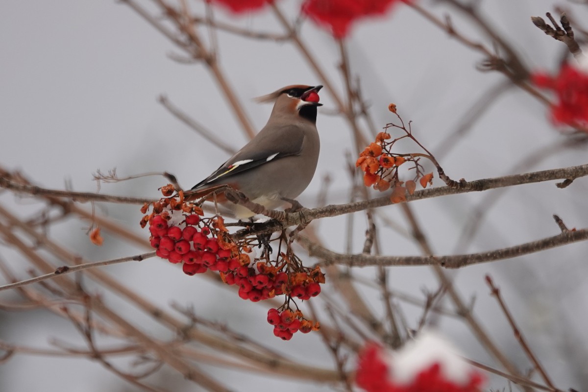 Bohemian Waxwing - ML646566080