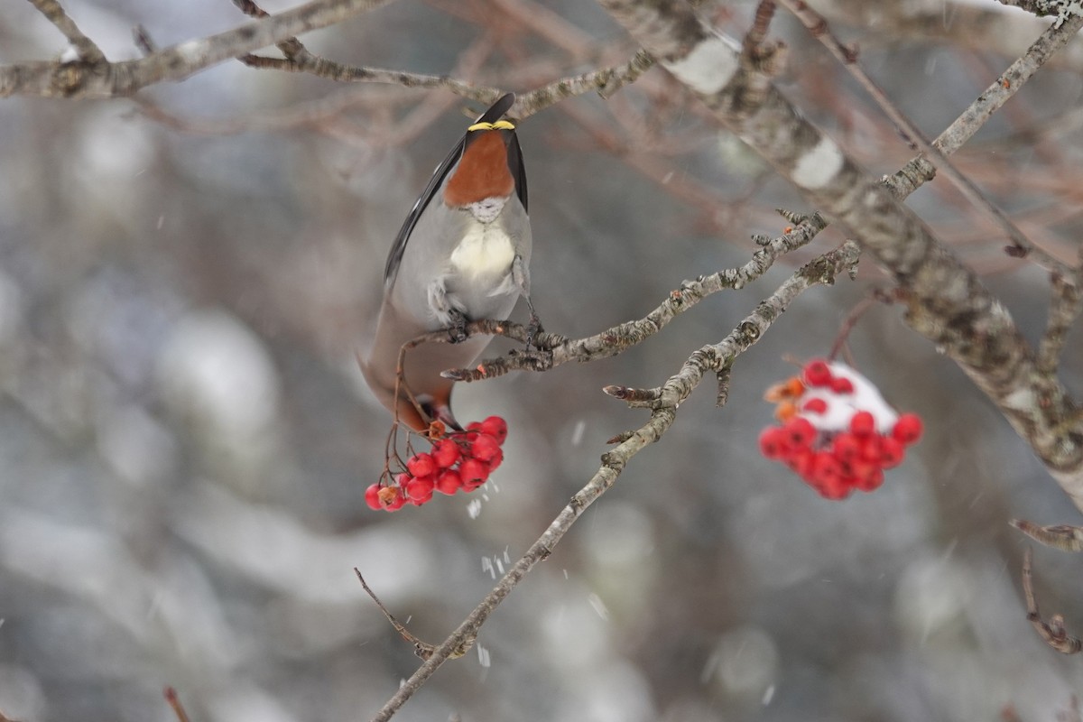 Bohemian Waxwing - ML646566081
