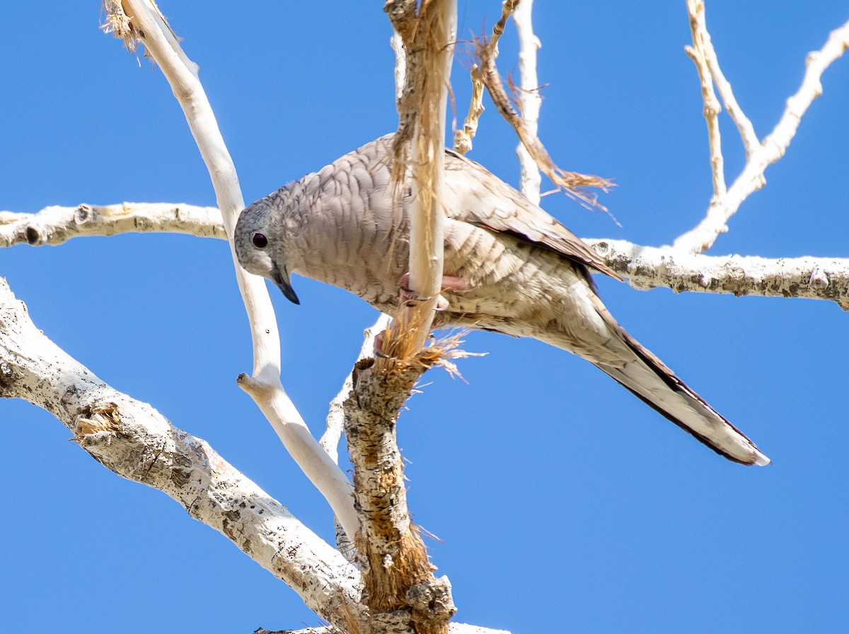 Inkatäubchen - ML646566082