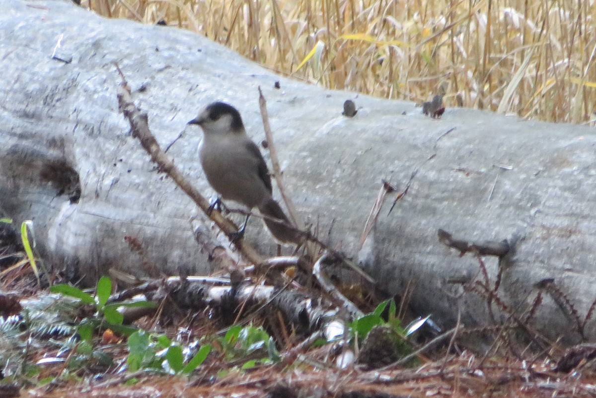 sojka šedá - ML646566083