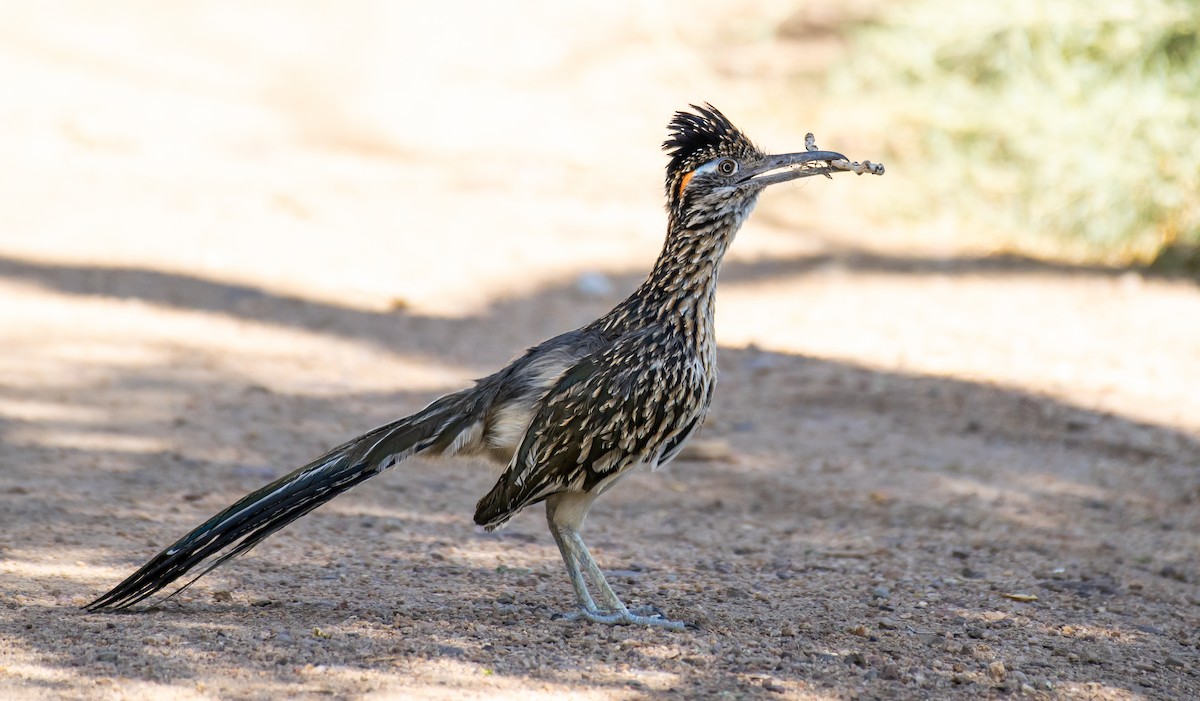 Wegekuckuck - ML646566084