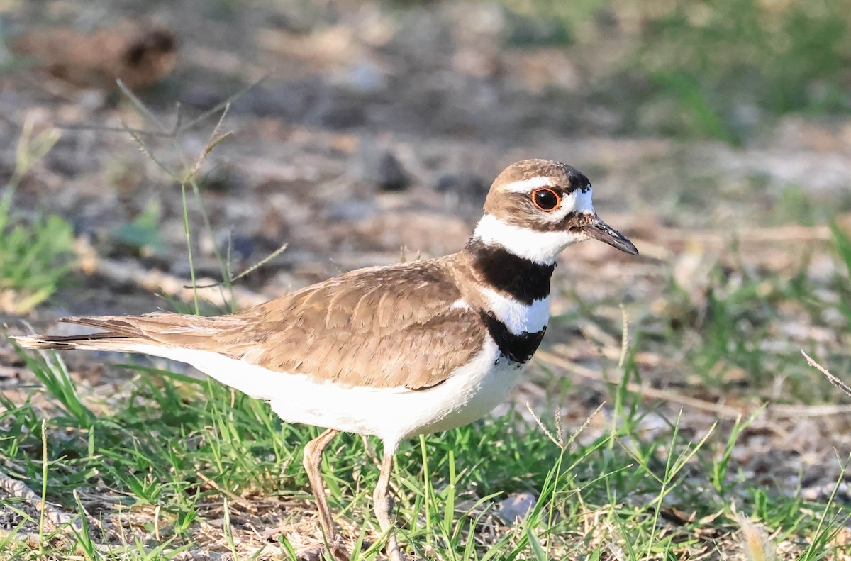 Killdeer - ML646566085