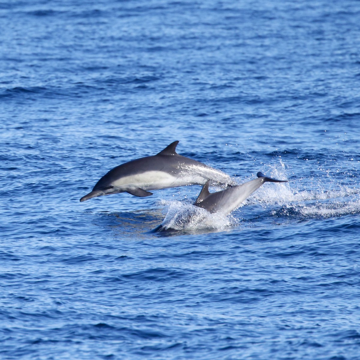 真海豚屬 - ML646566086