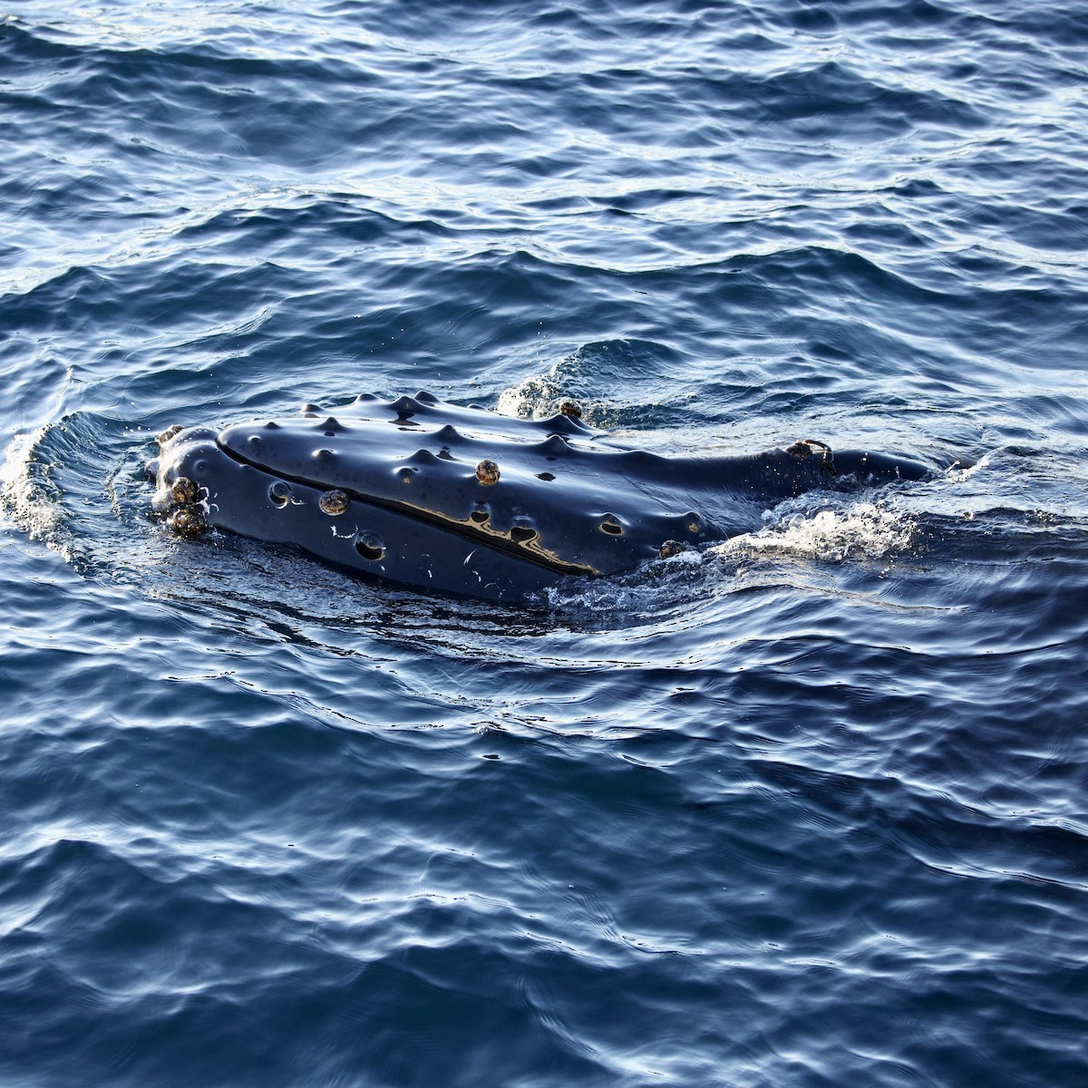 大翅鯨 - ML646566087