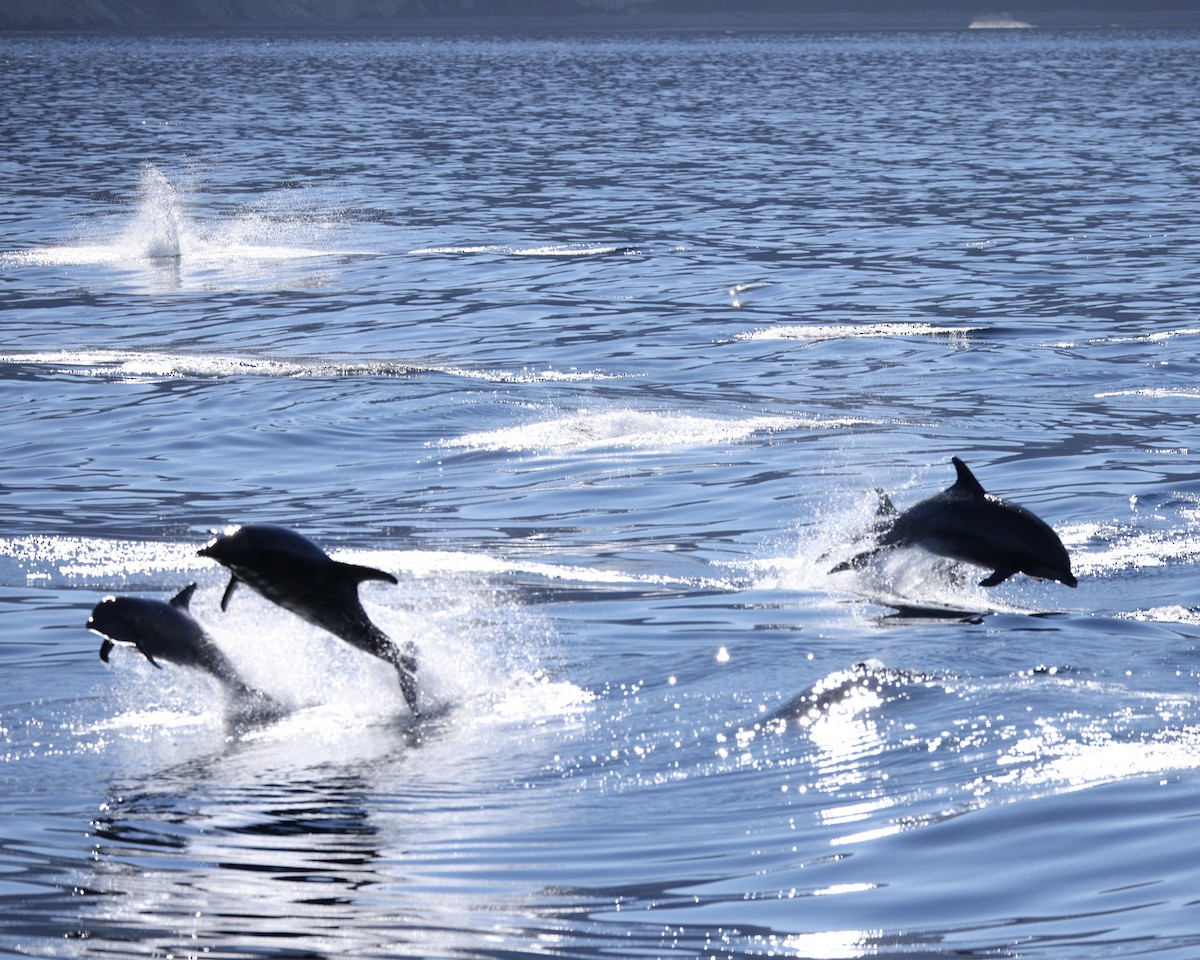 瓶鼻海豚屬 - ML646566088