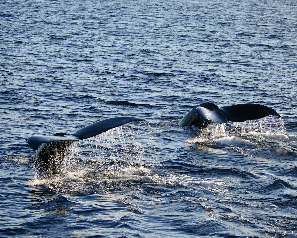 大翅鯨 - ML646566089