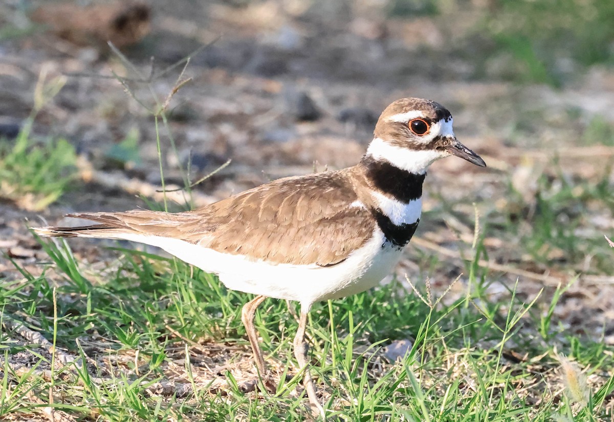 Killdeer - ML646566090