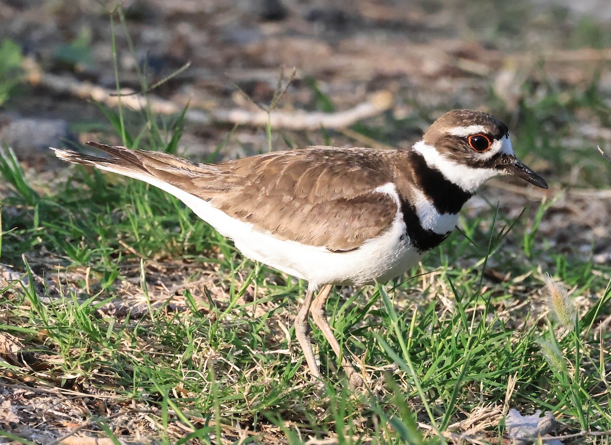 Killdeer - ML646566091