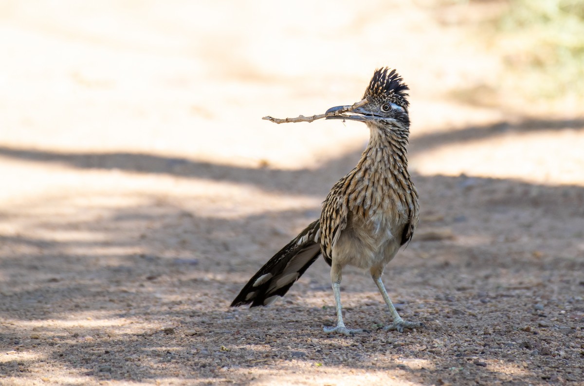 Wegekuckuck - ML646566092