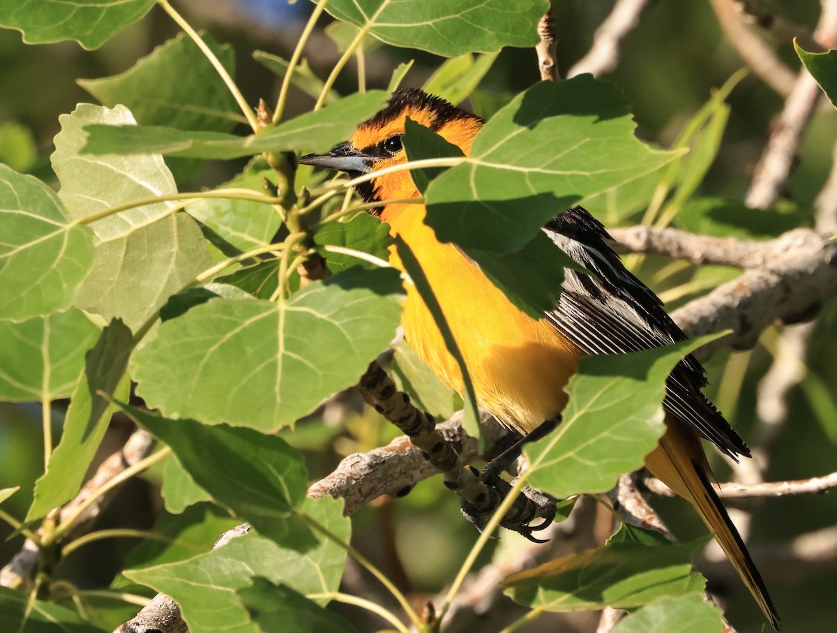 Bullock's Oriole - ML646566093