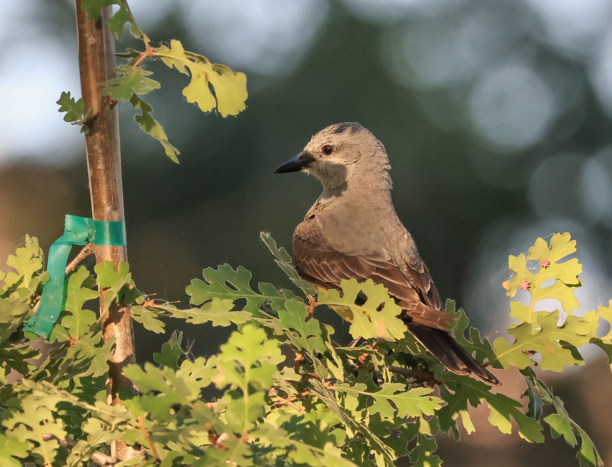 Western Kingbird - ML646566097