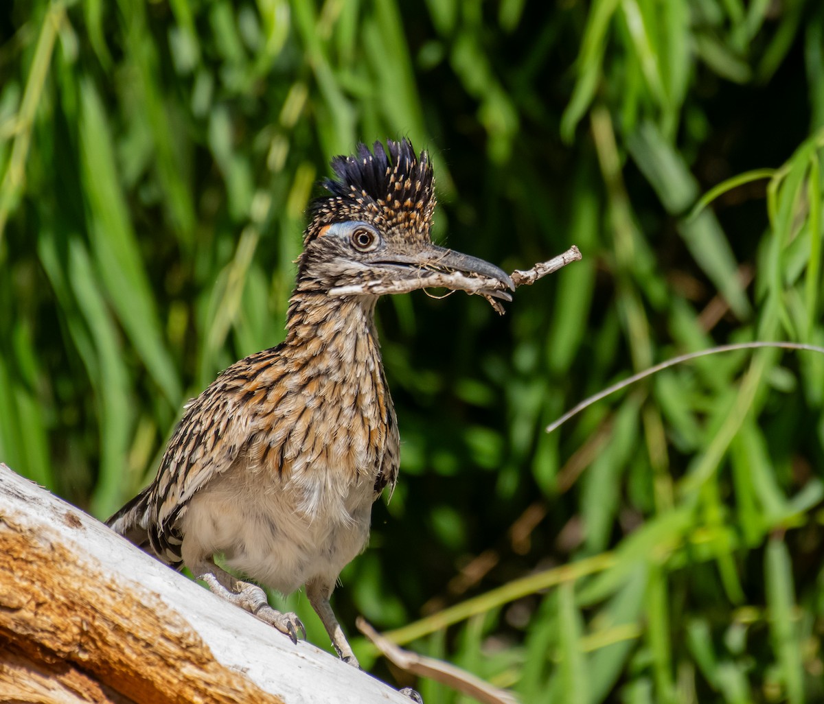 Wegekuckuck - ML646566098