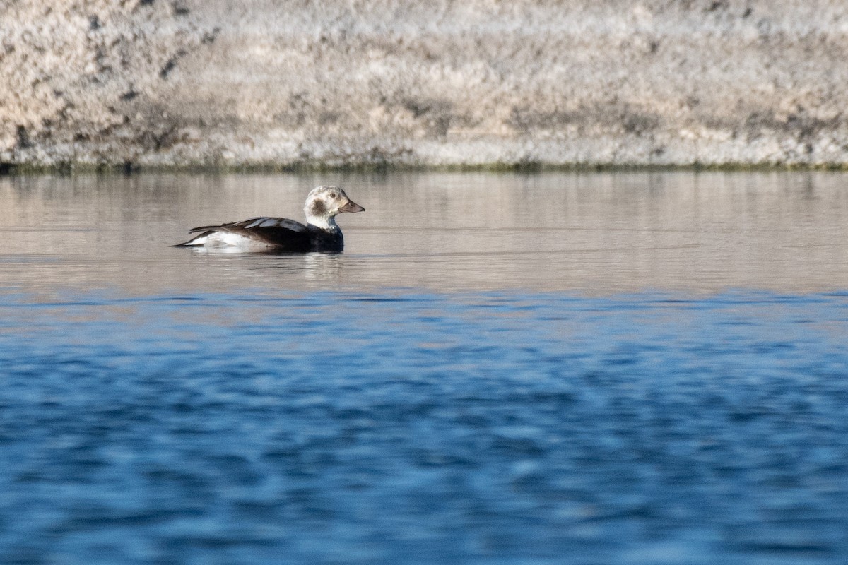 Long-tailed Duck - ML646566099