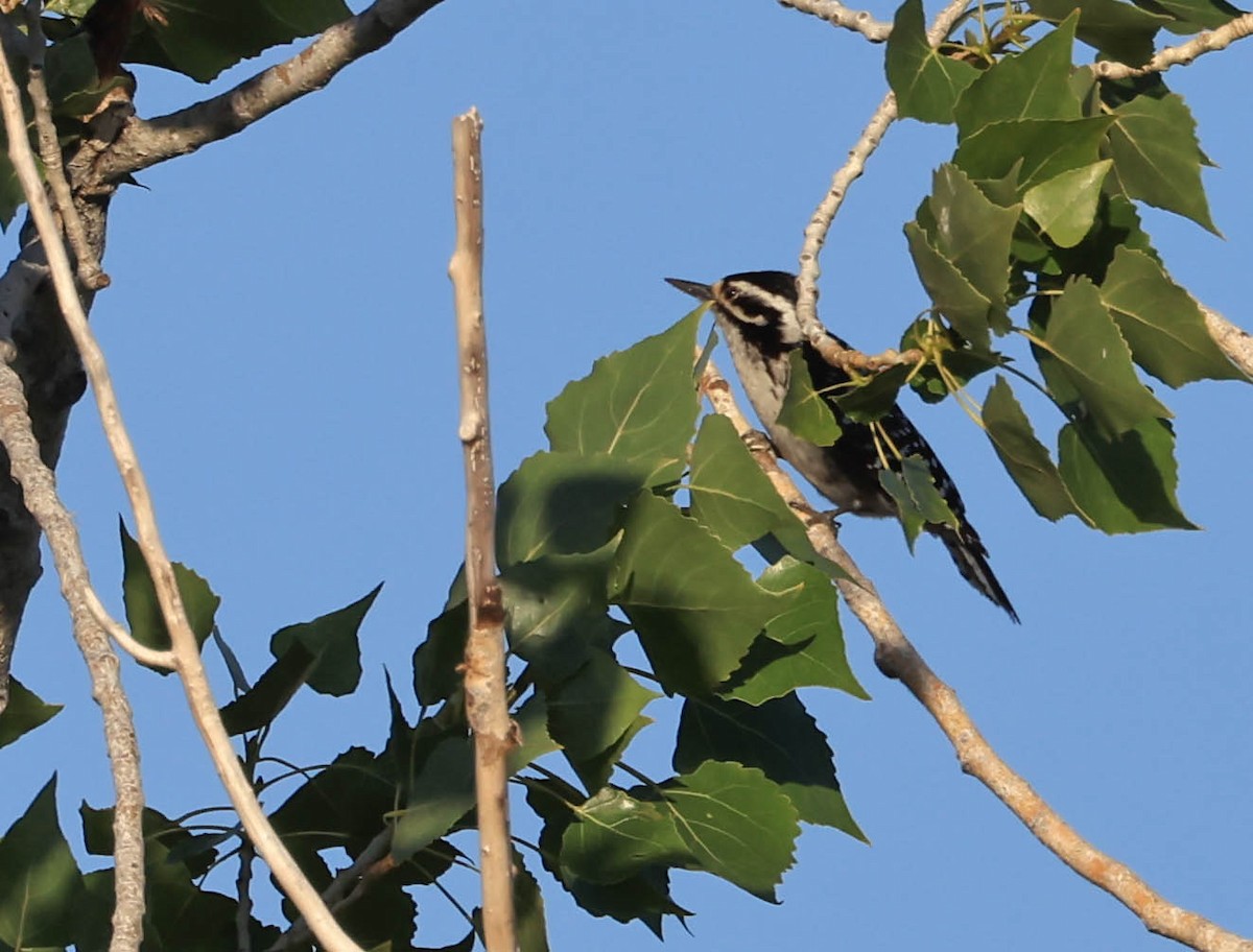 Nuttall's Woodpecker - ML646566100