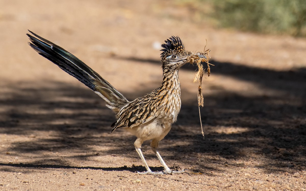 Wegekuckuck - ML646566101