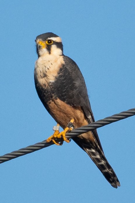 Aplomado Falcon - ML646566106