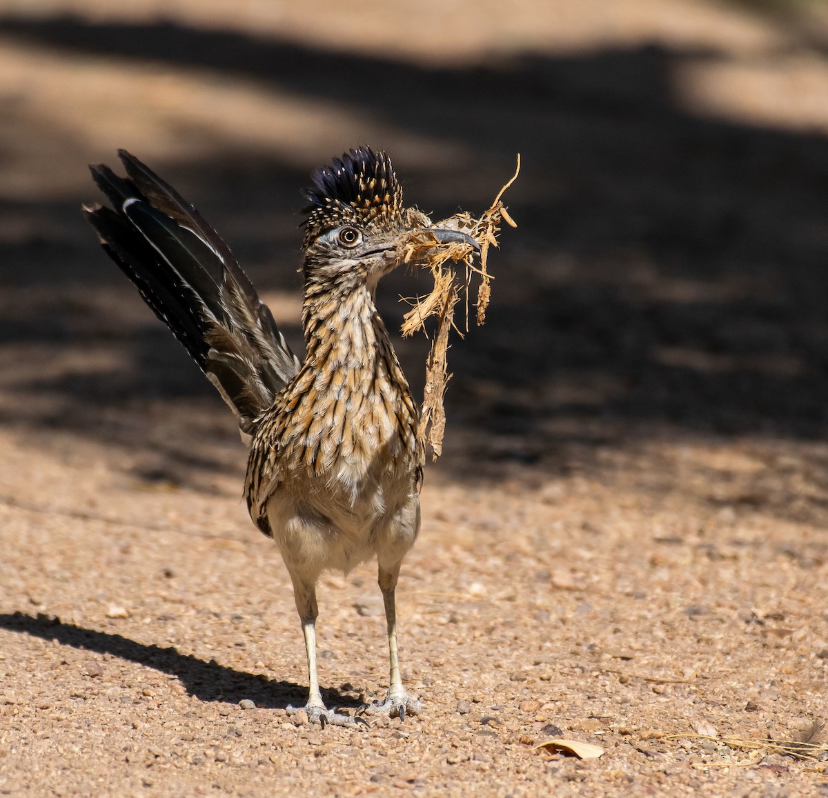 Wegekuckuck - ML646566107