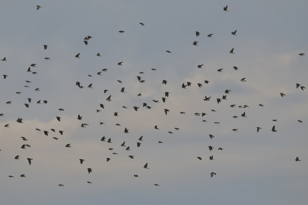 Tree Swallow - ML646566108