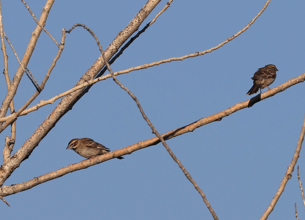 Lark Sparrow - ML646566109
