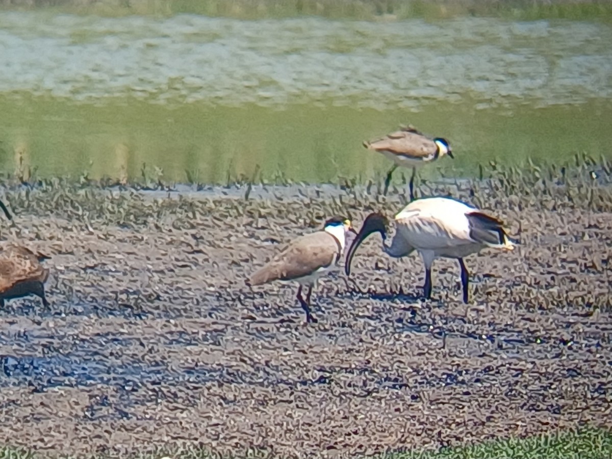 čejka australská - ML646566110