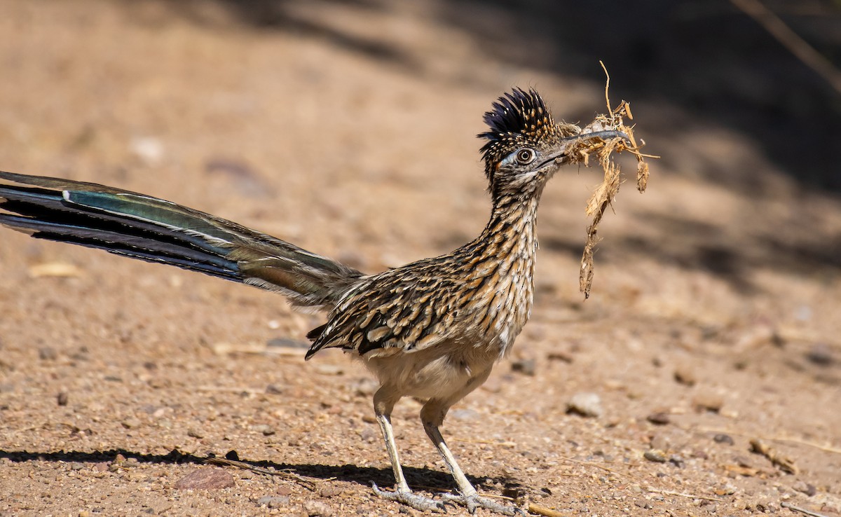 Wegekuckuck - ML646566111