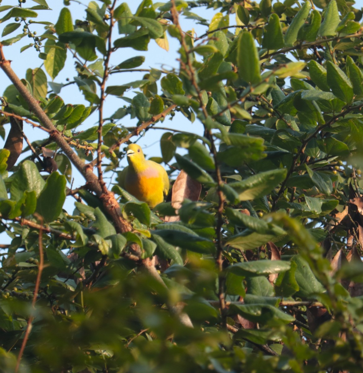 ムネアカアオバト - ML646566112