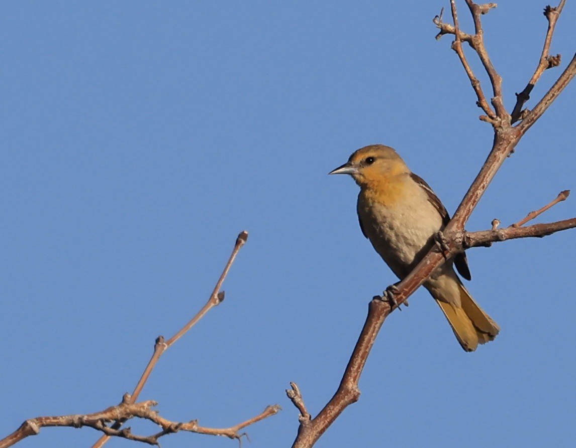 Bullock's Oriole - ML646566113
