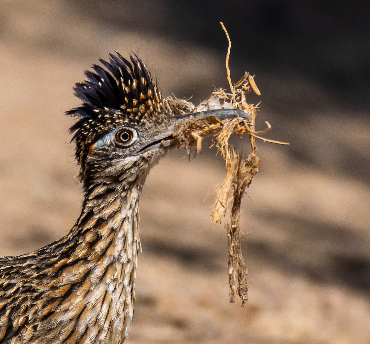 Wegekuckuck - ML646566114