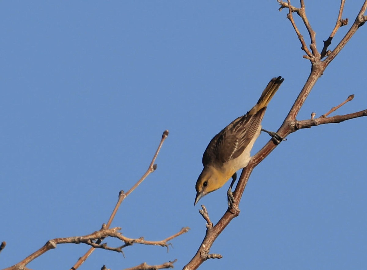 Bullock's Oriole - ML646566115