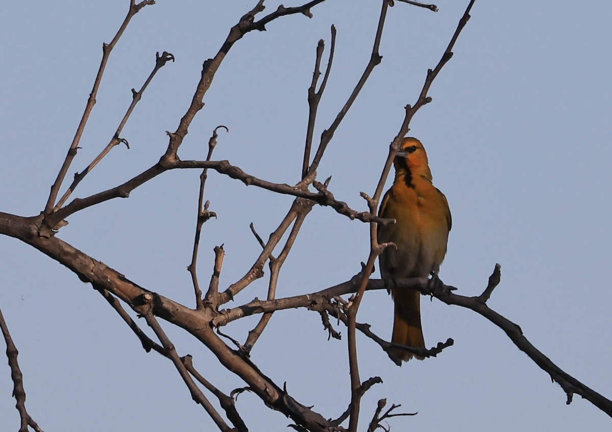 Bullock's Oriole - ML646566118