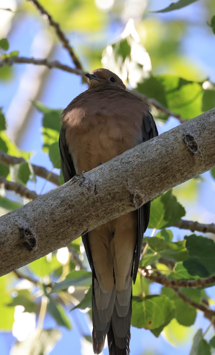 Mourning Dove - ML646566120