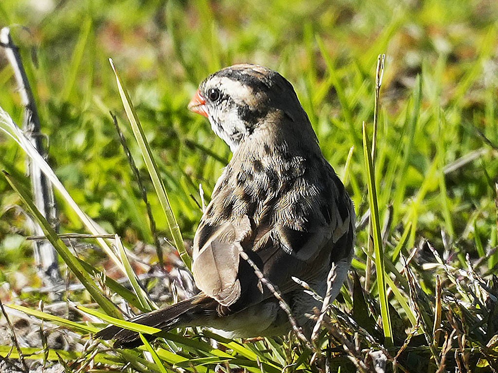 Viuda Colicinta - ML646566122