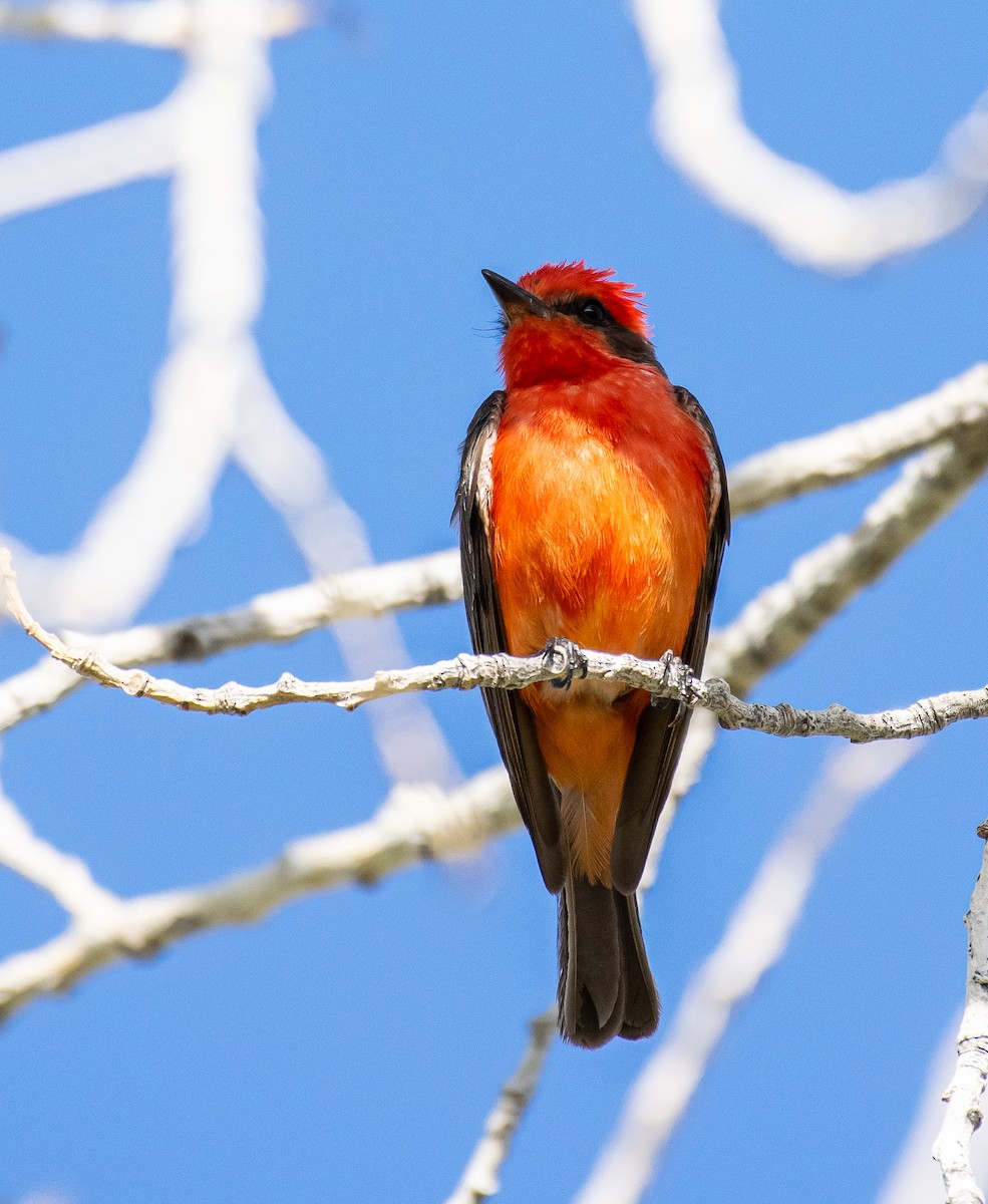 Rubintyrann - ML646566123