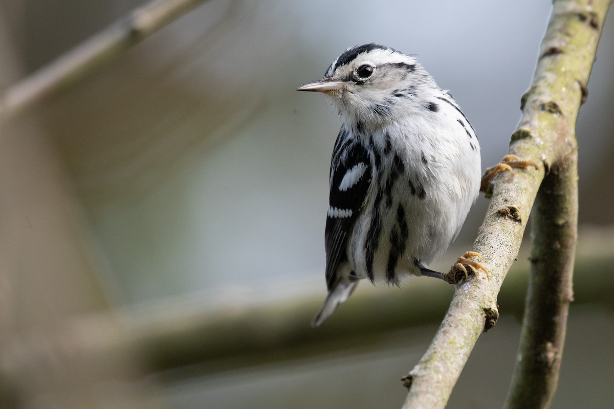 Black-and-white Warbler - ML646566124