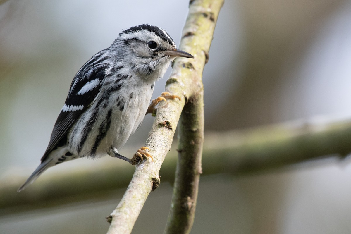 Black-and-white Warbler - ML646566125