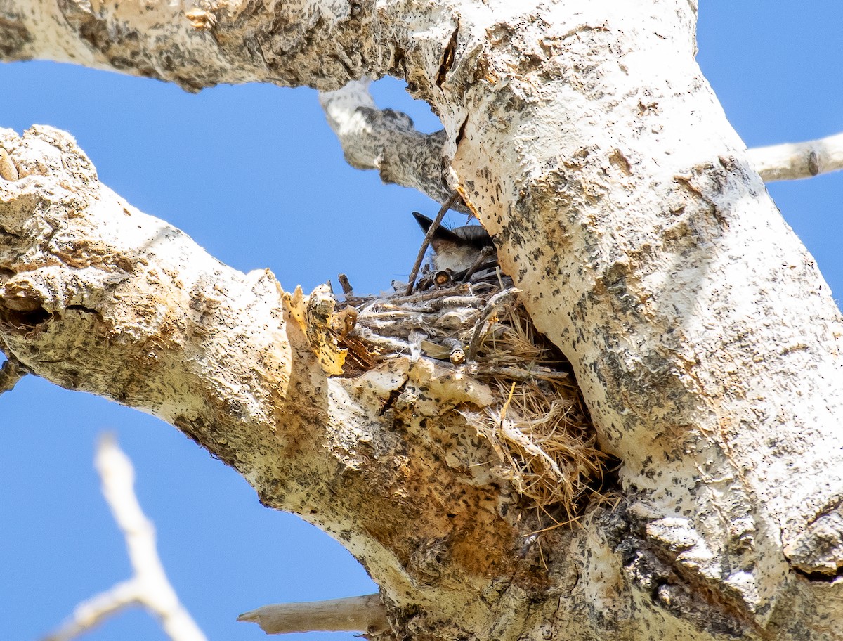 Rubintyrann - ML646566126