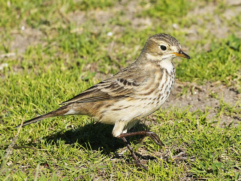 Bisbita Norteamericano - ML646566127