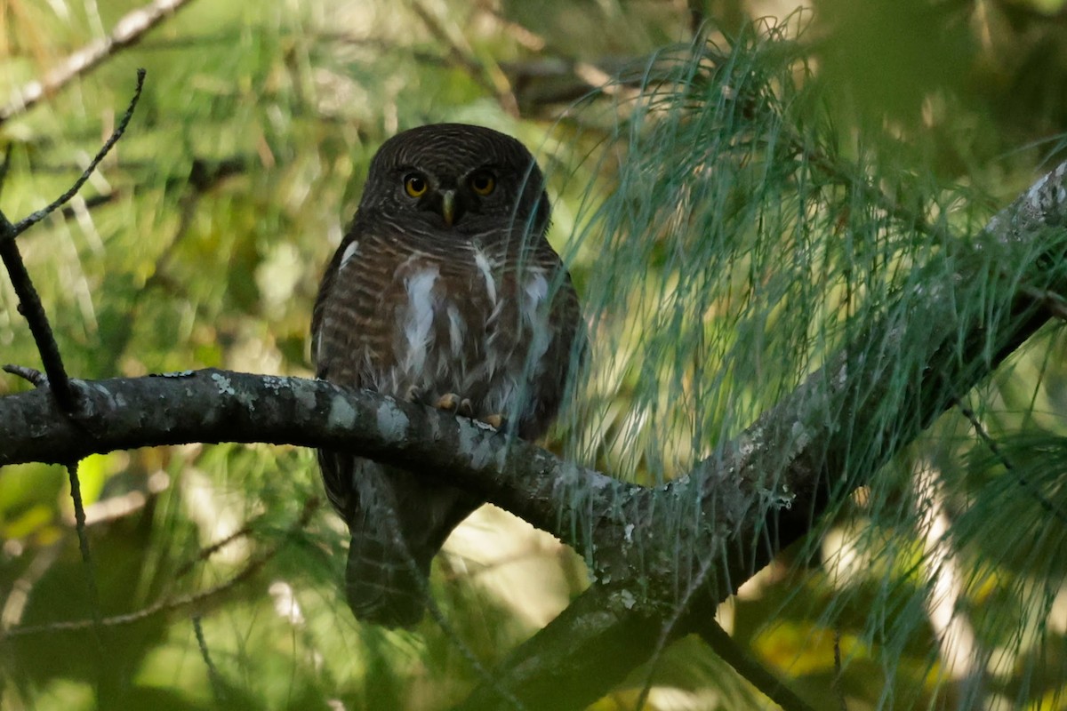 Mochuelo Cuco - ML646566131