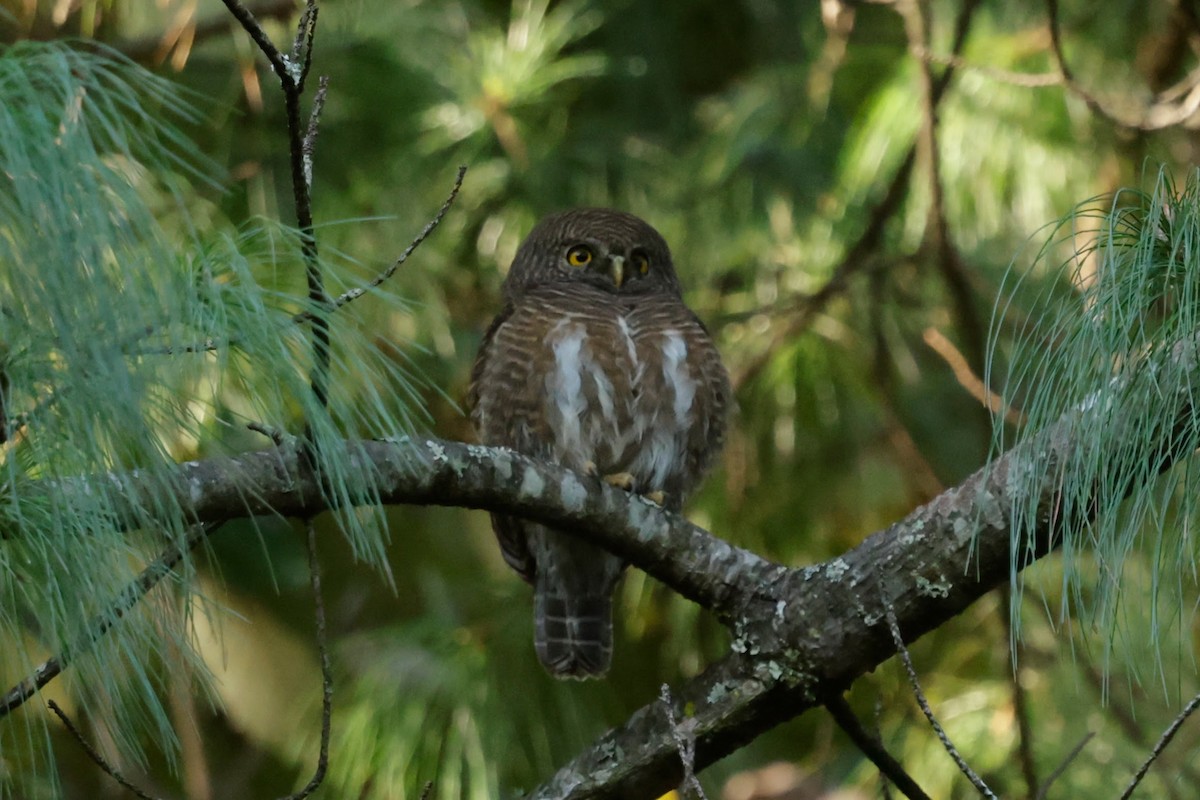 Mochuelo Cuco - ML646566132