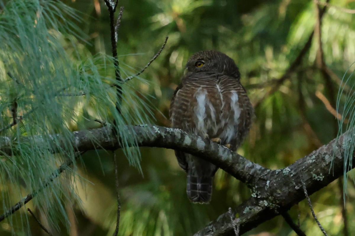 Mochuelo Cuco - ML646566133