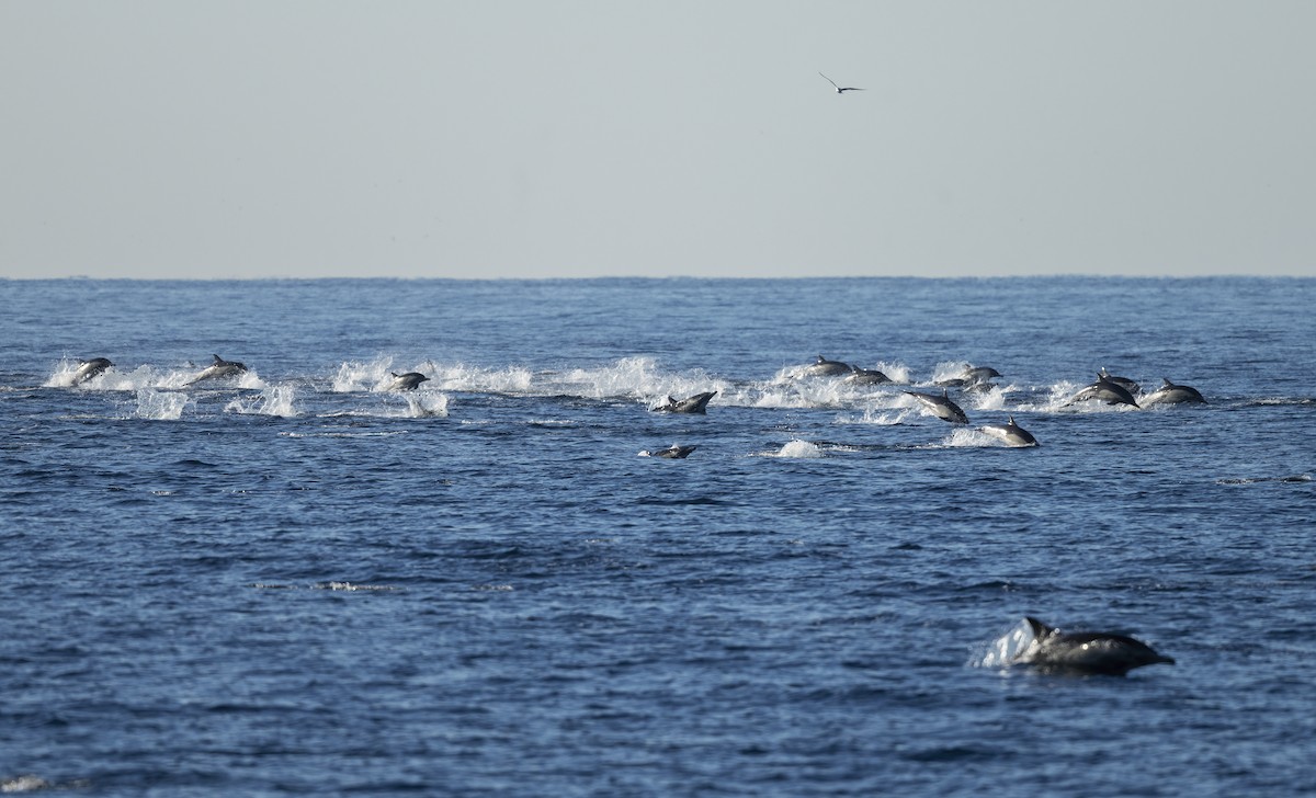 Common Dolphin - ML646566134