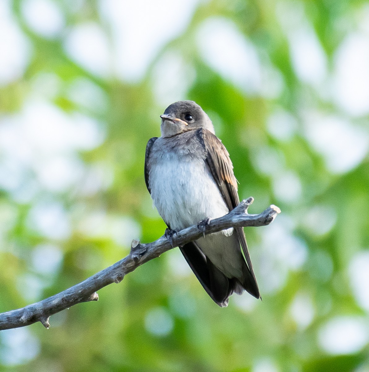 Graukehlschwalbe - ML646566135