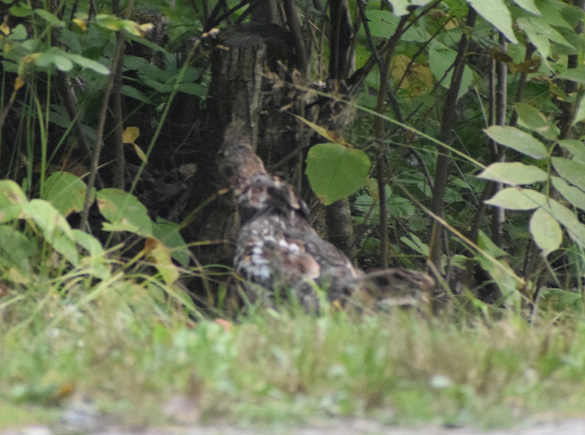 jeřábek kanadský - ML646566136