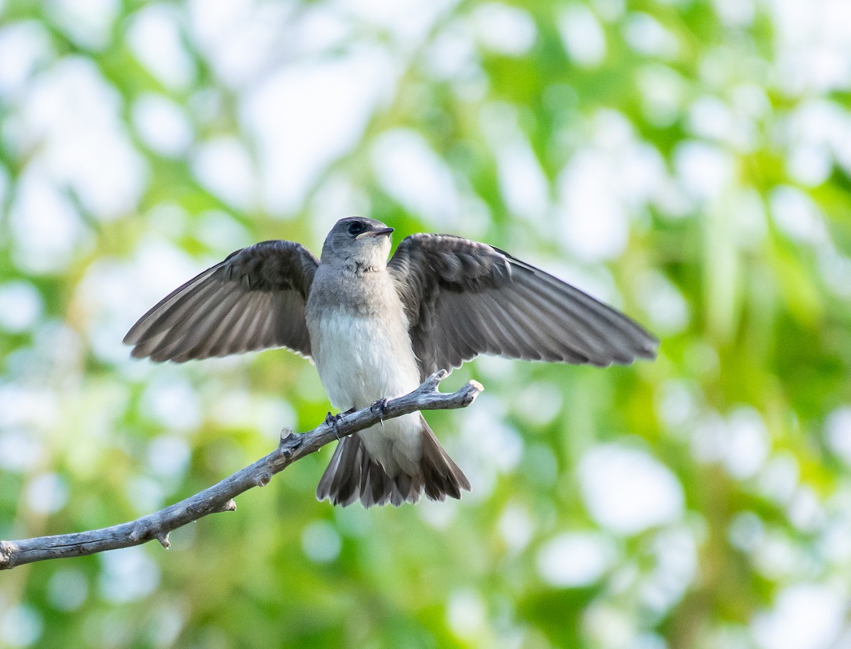 Graukehlschwalbe - ML646566137