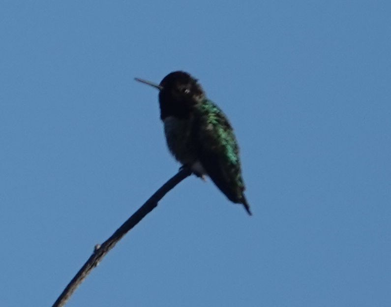 Anna's Hummingbird - ML646566138